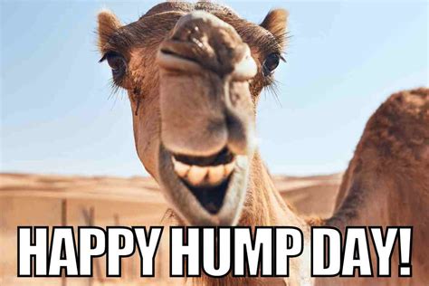 happy humping day|10 Hump Day Memes To Get You Through Your Wednesday.